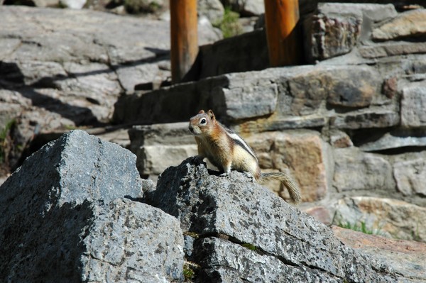 Red Squirrel